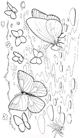 Butterfly Coloring Pages 1